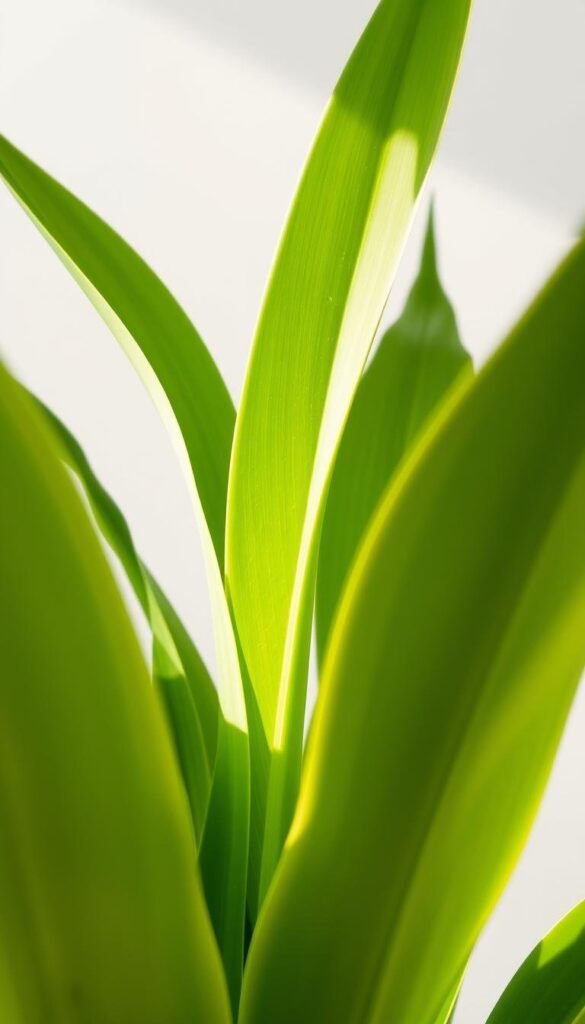 Snake Plant care tips